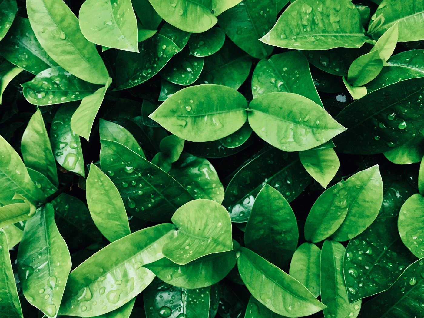 El fascinante significado del verde: frescura, armonía y crecimiento