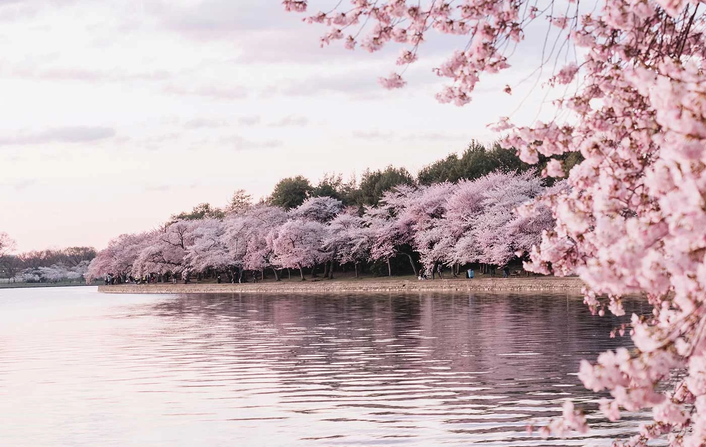 Inspirado en Sakura: Lleva la Magia de las Flores de Cerezo a tu Hogar