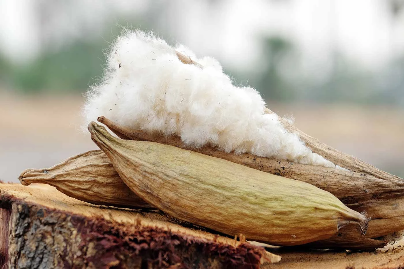 Las maravillas de la planta de ceiba y su transformación en cojines tailandeses